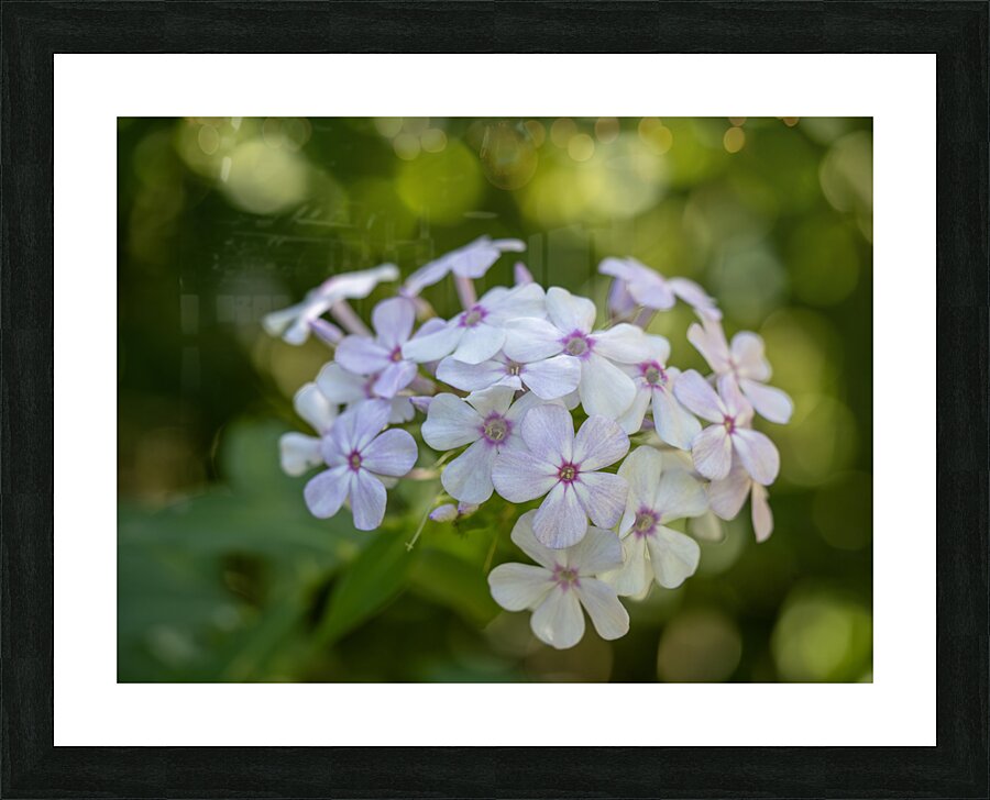 Enchanted Serenade Picture Frame print