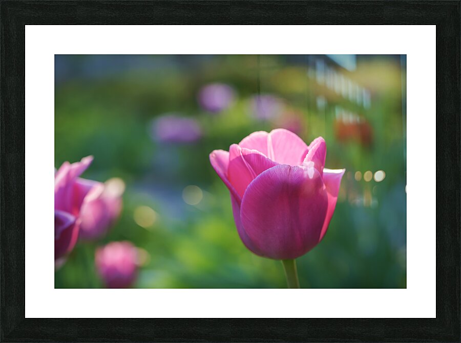 Peace Lady Impression et Cadre photo