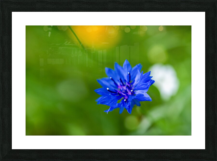 Celestial Elegance Picture Frame print