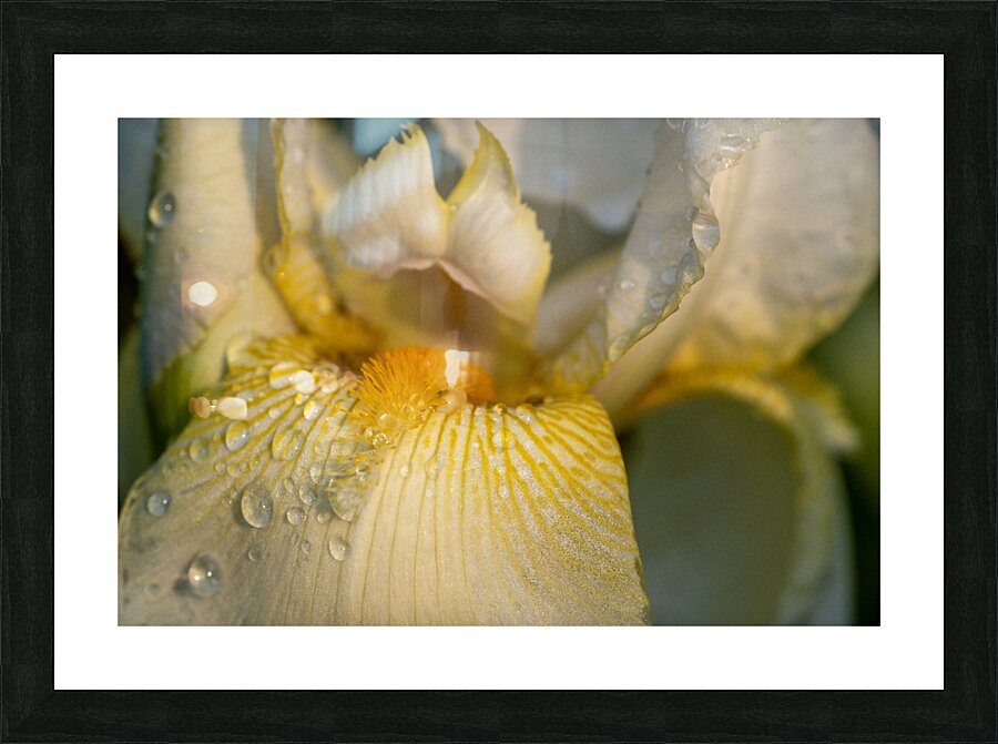 Dreamy Iris Picture Frame print