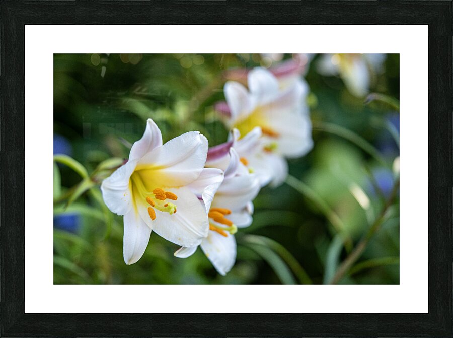 Easter Lily Impression et Cadre photo