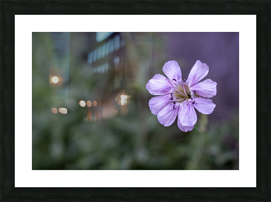 Mauve Melody Picture Frame print