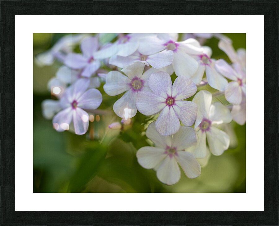 Mellow Melody Picture Frame print