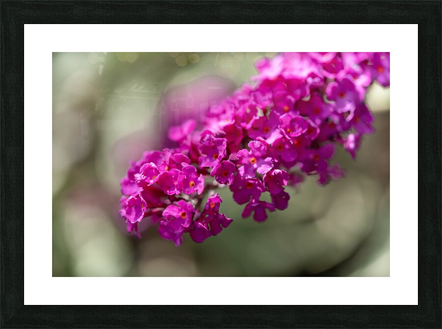 Orange Eye Impression et Cadre photo