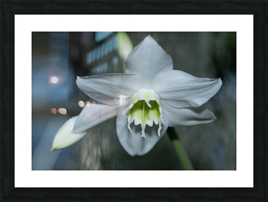 Pearly Radiance Picture Frame print