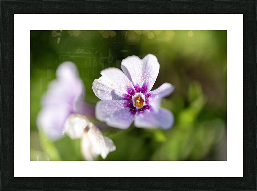 Scarlet Pimpernel Picture Frame print