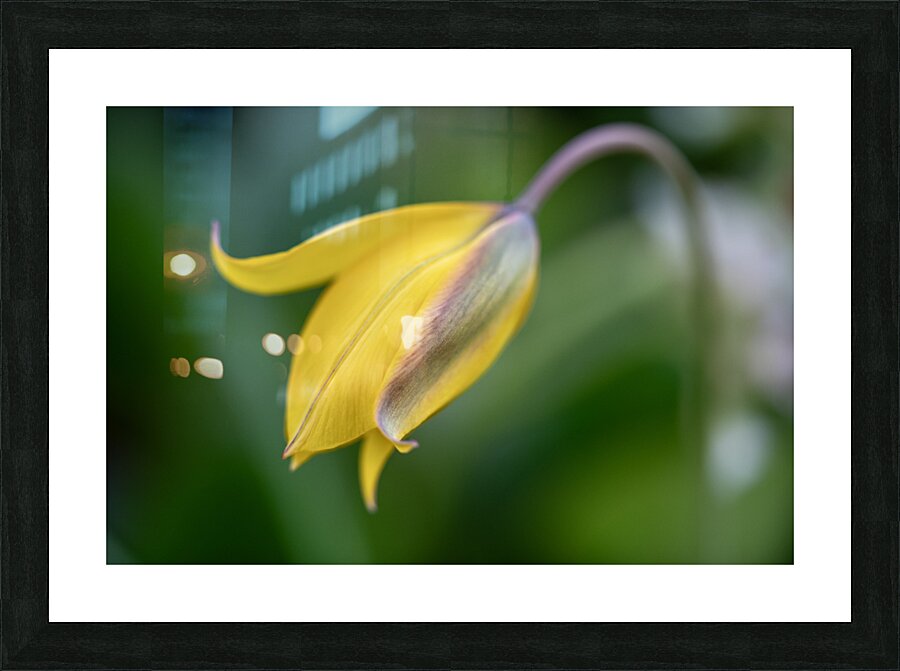 Yellow Bliss Picture Frame print