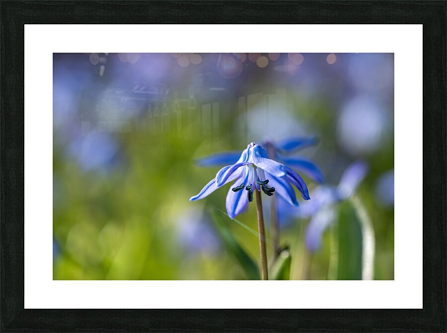 Blue Umbrella Picture Frame print