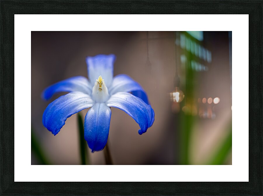 Call Me Lucile Picture Frame print