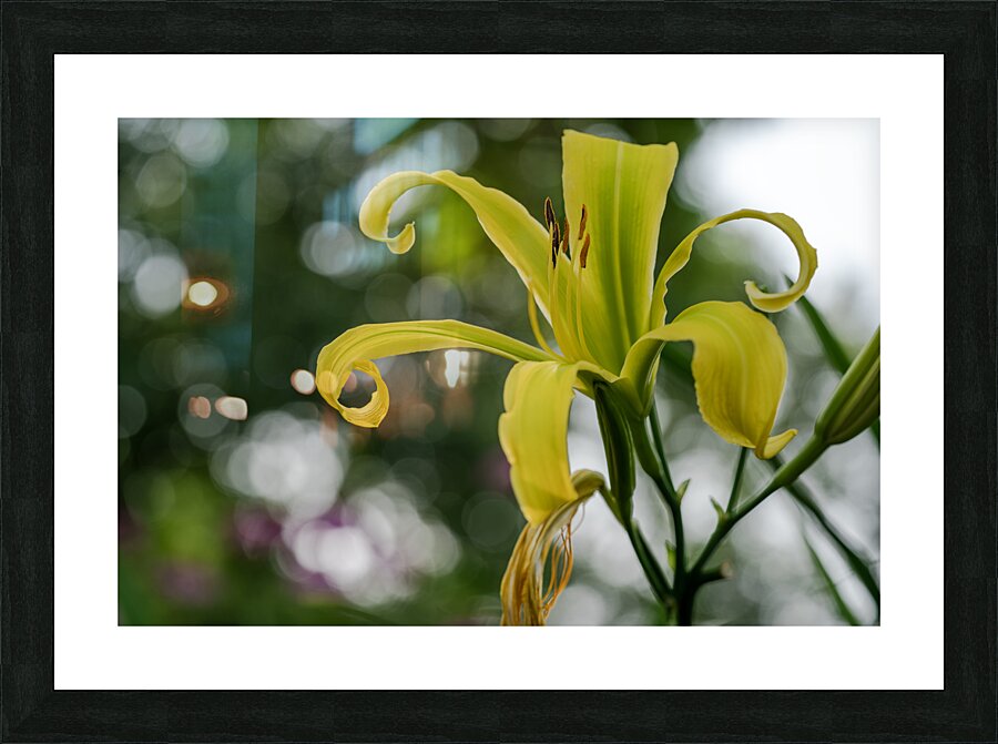 Call Me Lily Picture Frame print