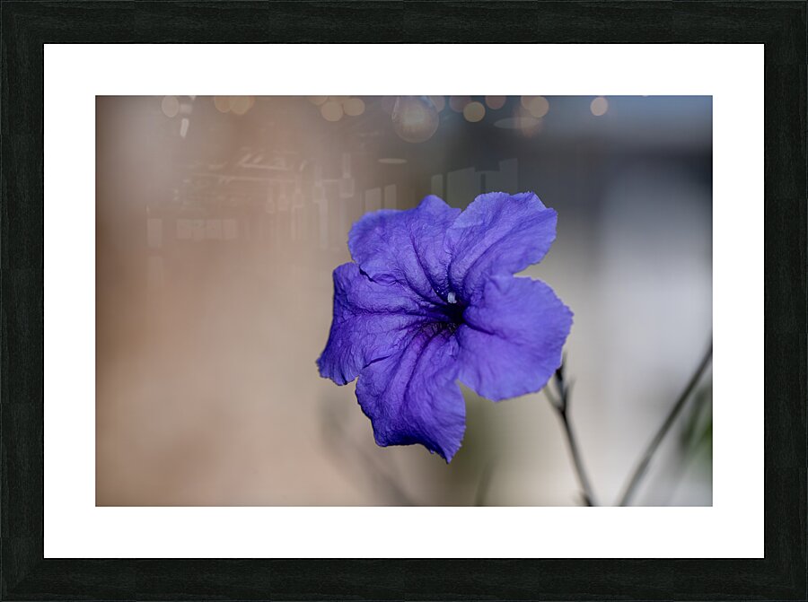Call Me Violet Picture Frame print
