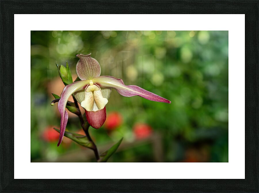 Call Me Willie Picture Frame print