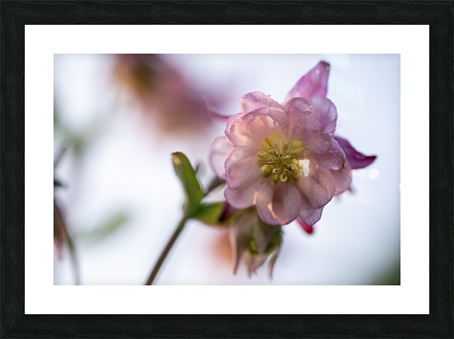 Delicacy Impression et Cadre photo