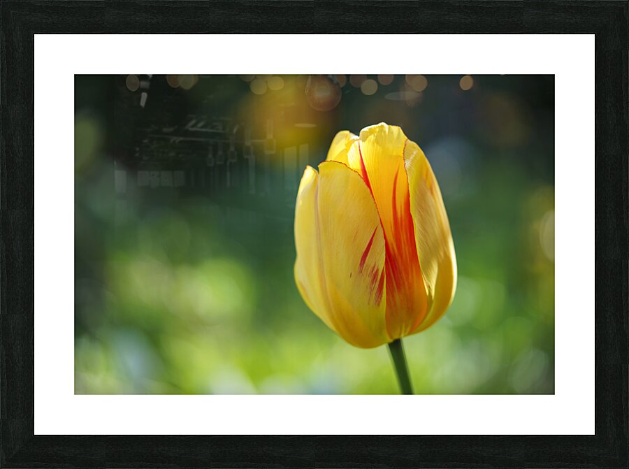 In the Foreground Picture Frame print