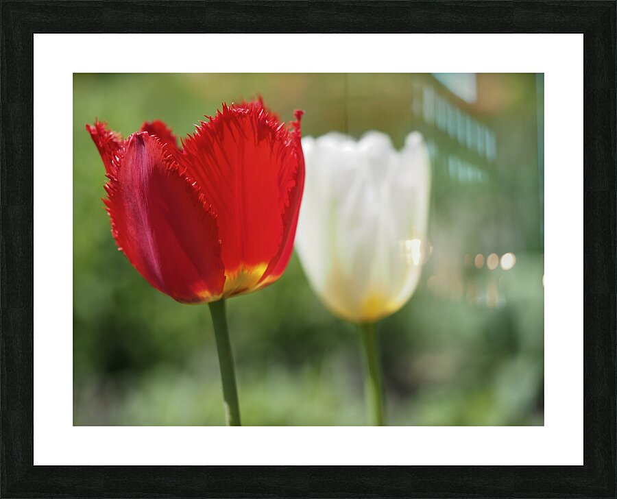 I Choose Red Picture Frame print