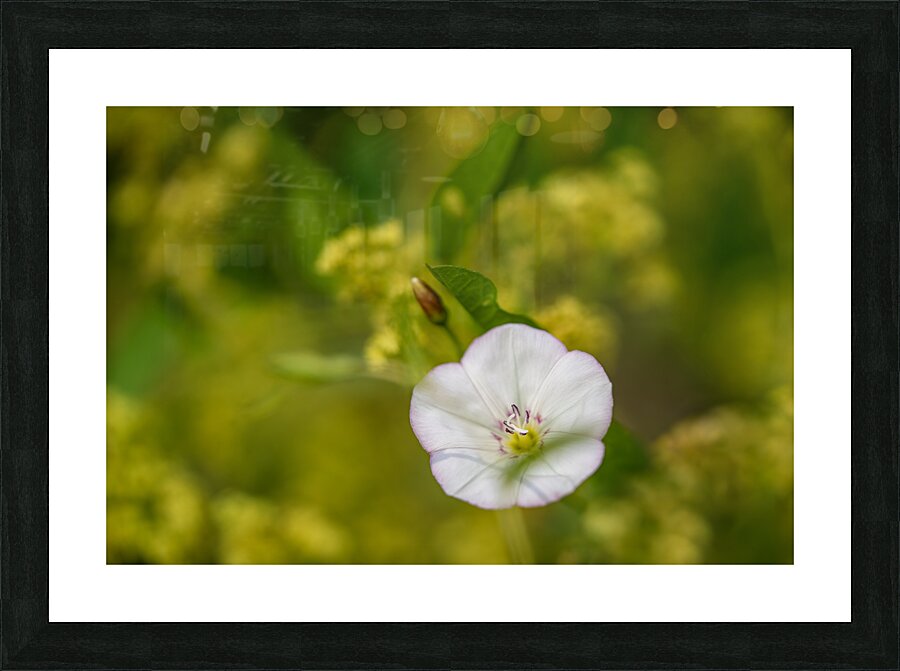 Little Glass 2 Picture Frame print