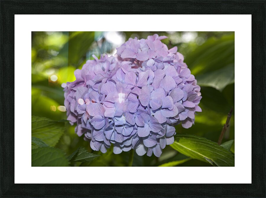 Lilac Hydrangea Picture Frame print