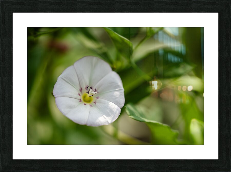 Little Glass Impression et Cadre photo