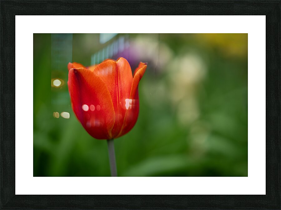 Lovely in Red Picture Frame print