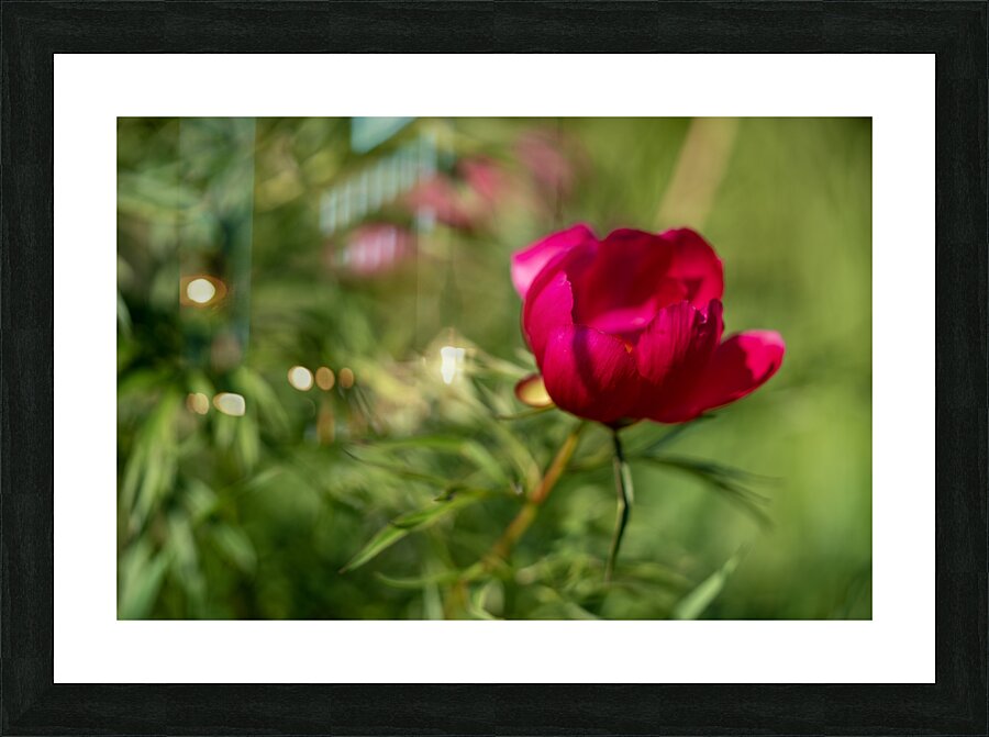 Resilient One Picture Frame print