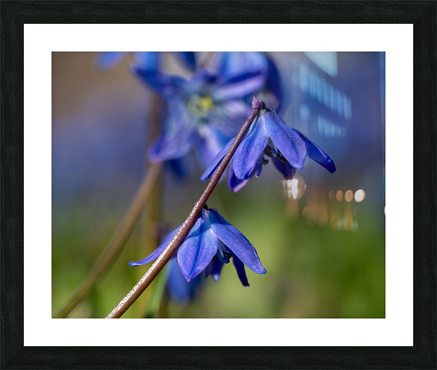 Sapphire Star Picture Frame print