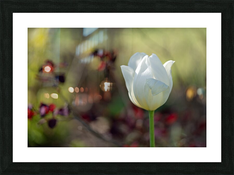 Snow White Picture Frame print