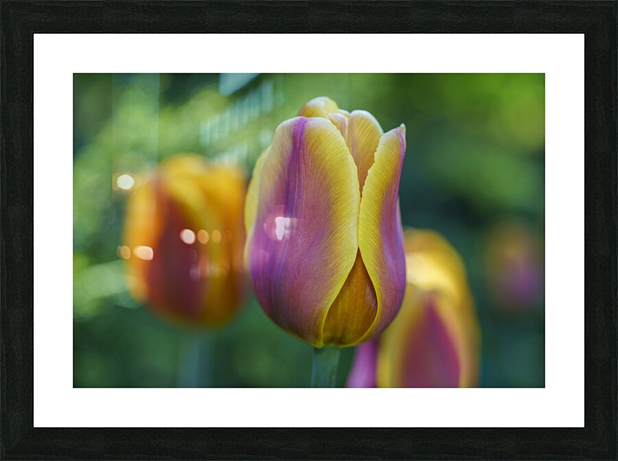 Pastel Colored Lady Picture Frame print