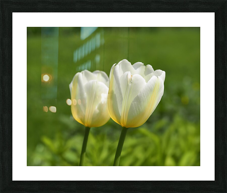 Yellow and White Impression et Cadre photo