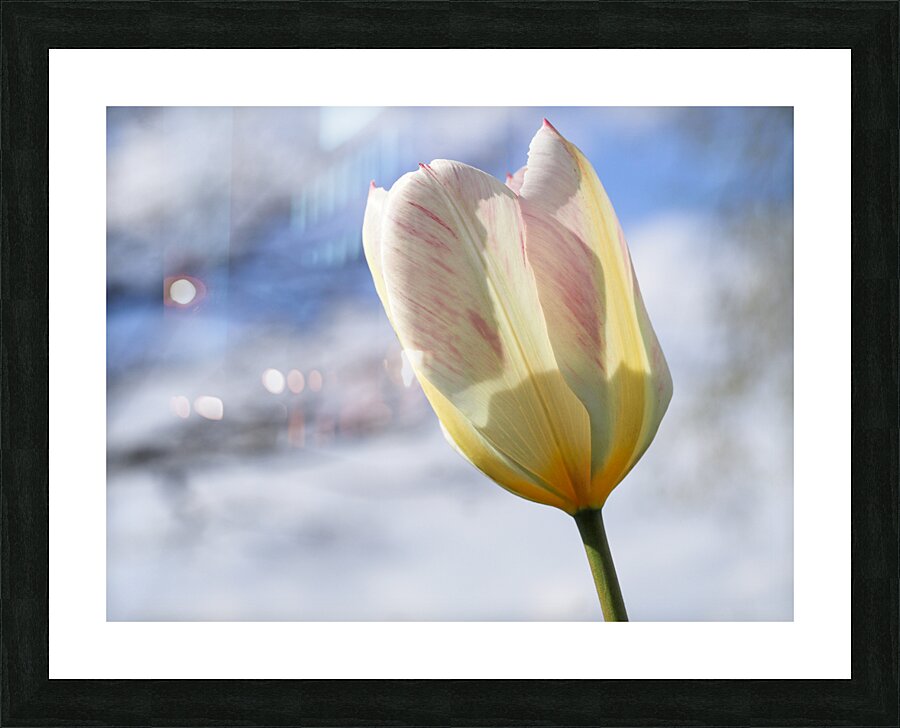 Head in the Clouds Impression et Cadre photo