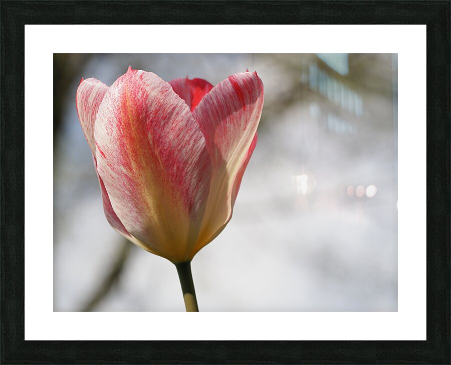 Cheerful Lady Picture Frame print