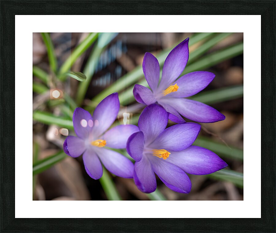 Triplets Picture Frame print