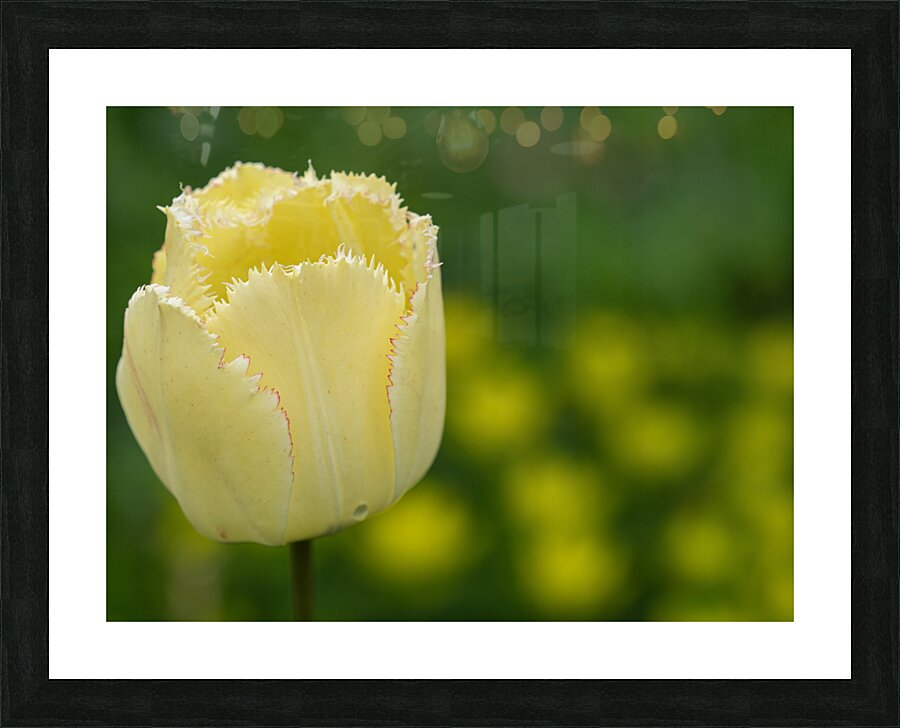 Elegant with Fringes Picture Frame print