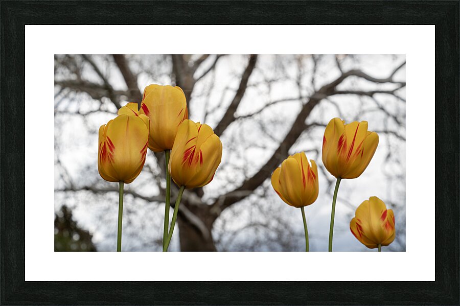 Beautiful Nature Picture Frame print