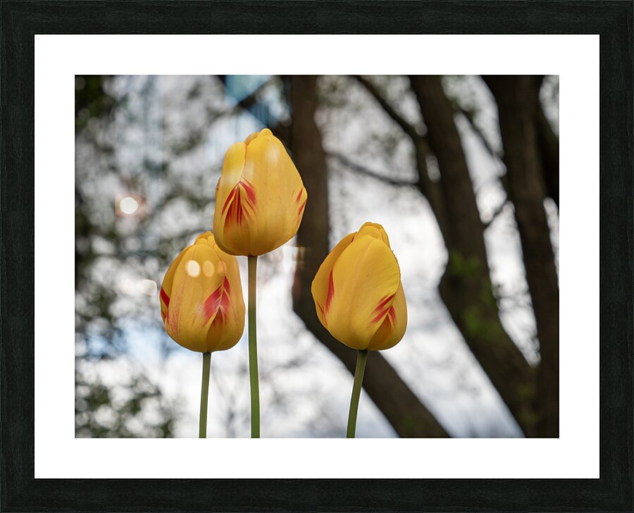 Three Peas in a Pod Picture Frame print