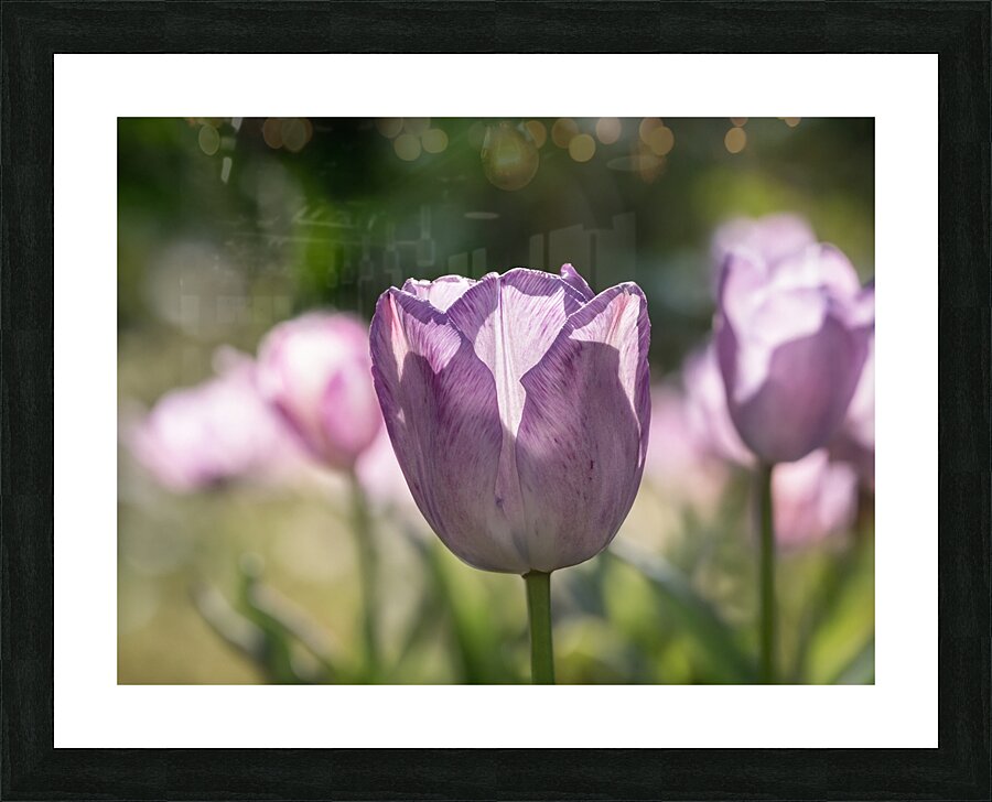 Quite a Beauty Picture Frame print