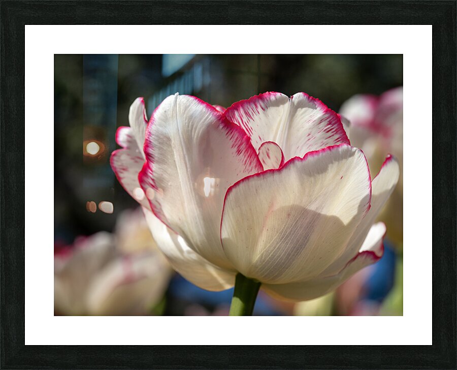 Classy One Picture Frame print