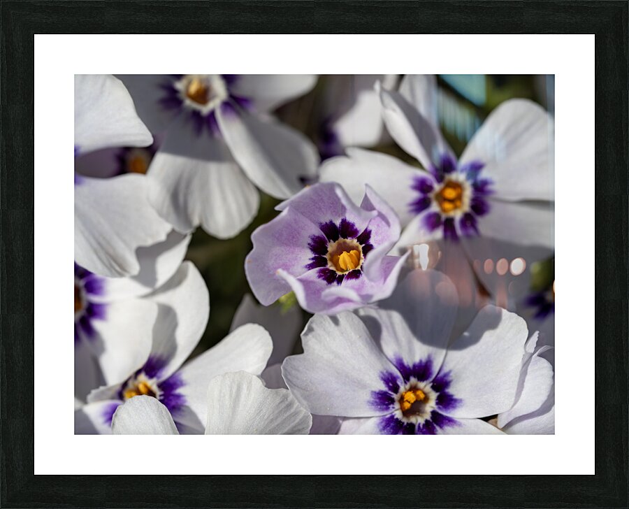 Pretty Nice Picture Frame print