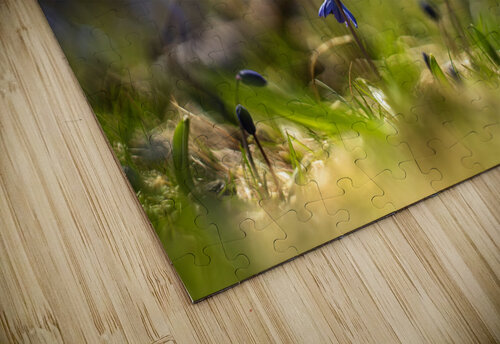 Siberian Squill Suzanne Bonin puzzle