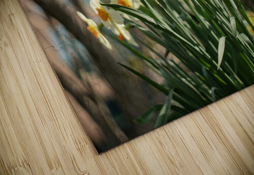 Daffodil Dreams Suzanne Bonin puzzle