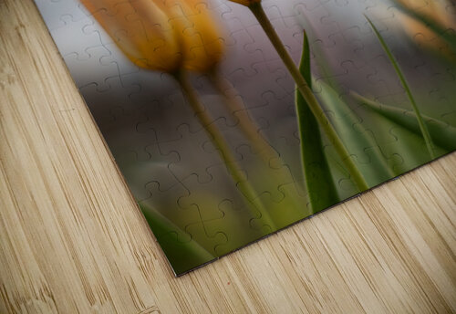 Amber Aurora Suzanne Bonin puzzle