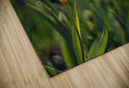 Twilight Tulip Suzanne Bonin puzzle