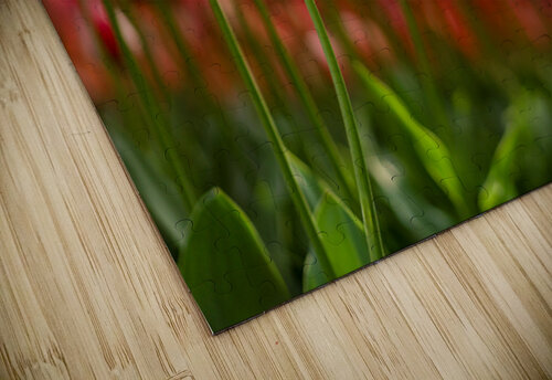  SBP6142 Suzanne Bonin puzzle