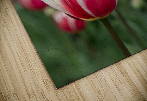 SBP6643 Suzanne Bonin puzzle