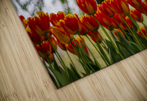 SBP5707 Suzanne Bonin puzzle