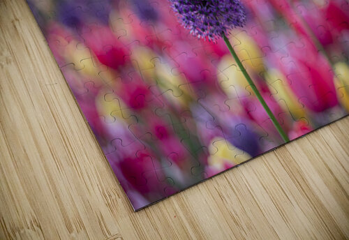 SBP5487 Suzanne Bonin puzzle