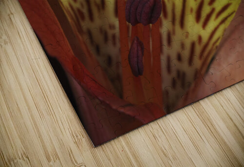 Lily Of The Incas Suzanne Bonin puzzle