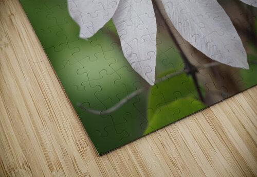 Hidden Beauty Suzanne Bonin puzzle