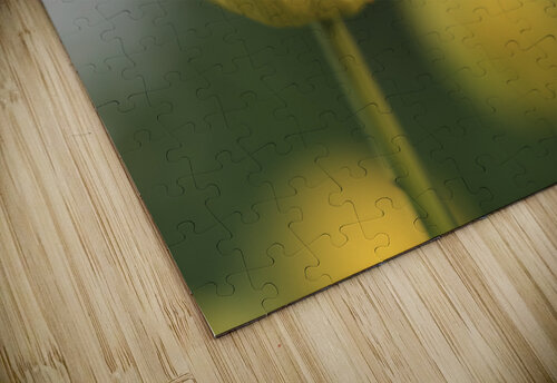 Lollipop Suzanne Bonin puzzle