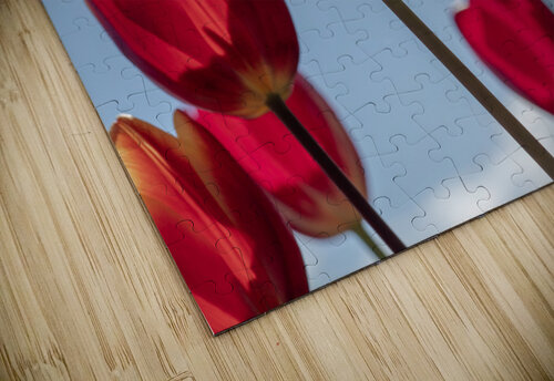 Red Tulips Suzanne Bonin puzzle