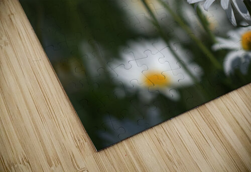 White Daisies Suzanne Bonin puzzle